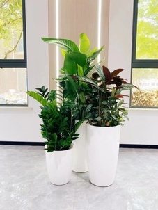 宁波杭州湾花木出租价格